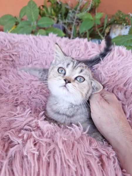 Scottish fold e straight gattini  | Foto 2