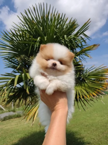 Cuccioli di Spitz 