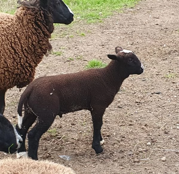 Agnello maschio | Foto 2