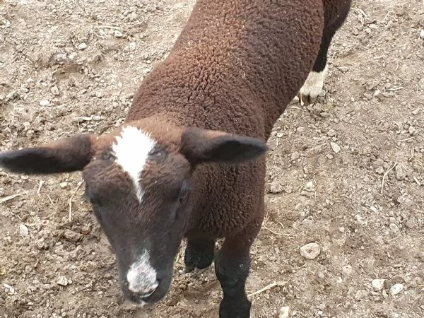 Agnello maschio | Foto 0