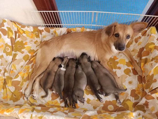 Cuccioli maschi taglia mediopiccola | Foto 1