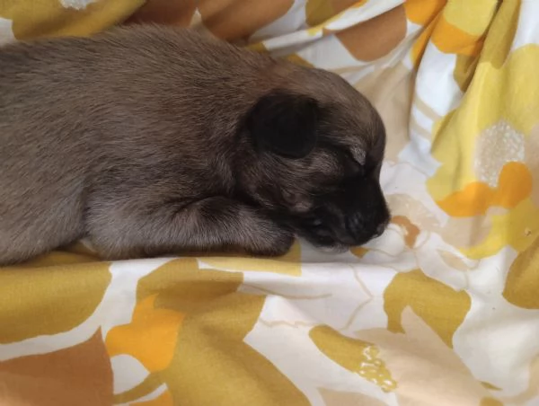 Cuccioli maschi taglia mediopiccola | Foto 0