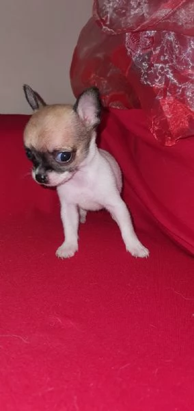 Bellissima Cucciola di chihuahua 