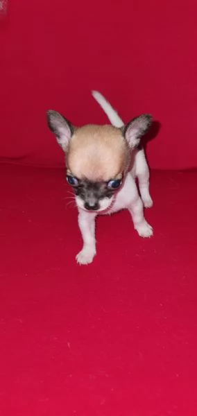 Bellissima Cucciola di chihuahua  | Foto 4