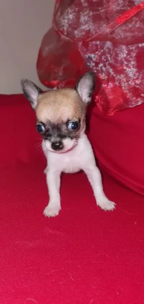 Bellissima Cucciola di chihuahua  | Foto 2