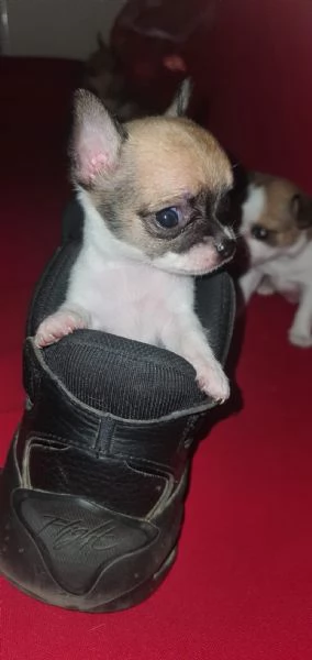 Bellissima Cucciola di chihuahua  | Foto 1