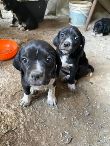 Cuccioli cane incrociati pastore australiano  | Foto 5