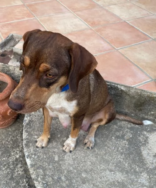 Cuccioli cane incrociati pastore australiano  | Foto 3