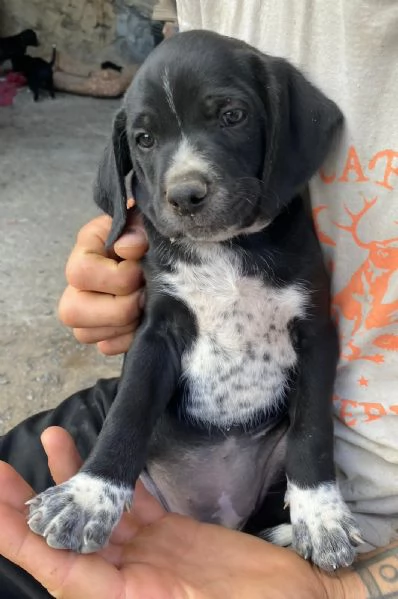 Cuccioli cane incrociati pastore australiano  | Foto 0