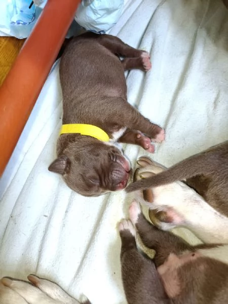 Disponibili cuccioli Pitbull Red Nose da Ottobre  | Foto 1