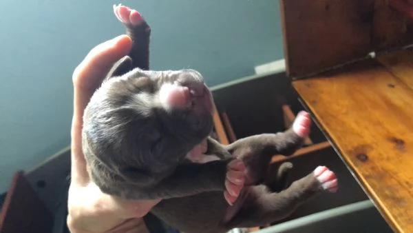 Disponibili cuccioli Pitbull Red Nose da Ottobre  | Foto 0