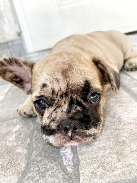 Bulldog francese bellissimo cucciolo | Foto 6