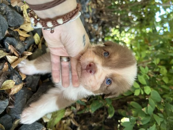 Cuccioli pastore australiano  | Foto 5