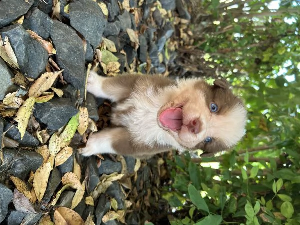 Cuccioli pastore australiano  | Foto 4