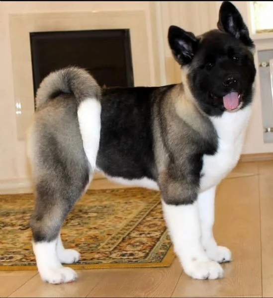 Cuccioli di Akita Inu