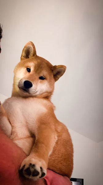 Shiba Inu 