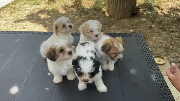 Cuccioli Maltipoo