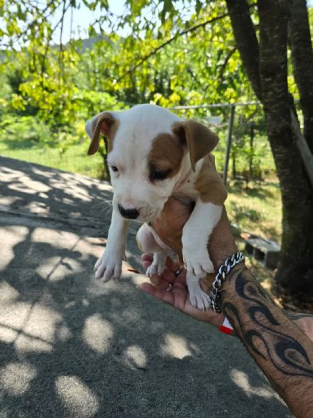 CUCCIOLI AMSTAFF | Foto 6