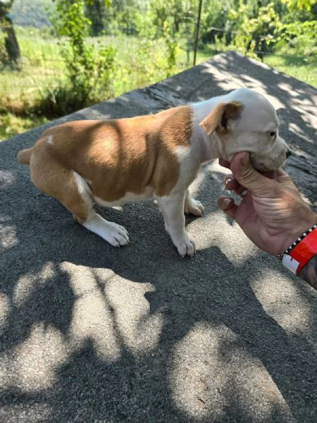 CUCCIOLI AMSTAFF | Foto 5