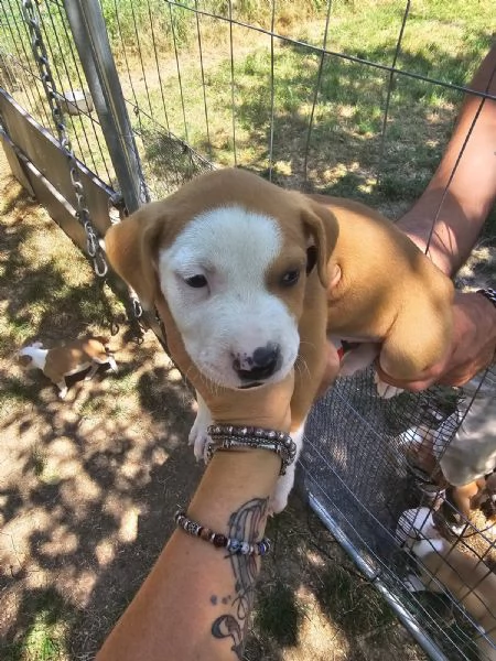 CUCCIOLI AMSTAFF