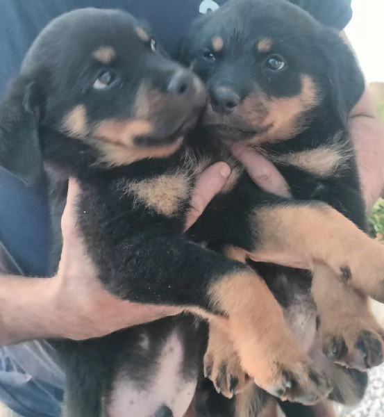 Rottweiler cuccioli maschio e femmina puri | Foto 1