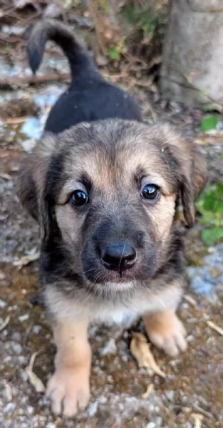 Cuccioli in cerca di famiglia