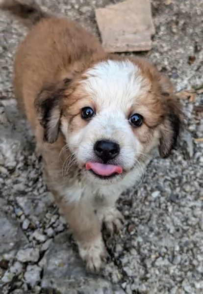 Cuccioli in cerca di famiglia | Foto 3