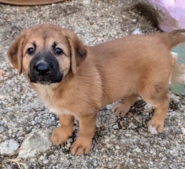 Cuccioli in cerca di famiglia | Foto 0