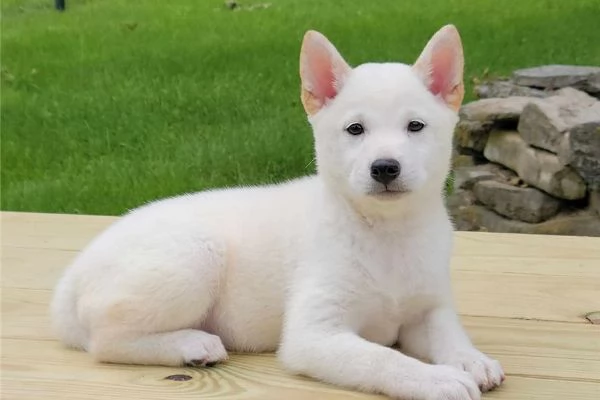 Cuccioli di Shiba Inu  In adozione | Foto 2