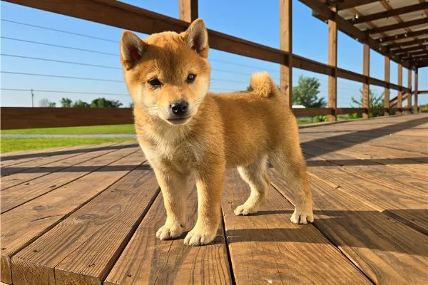 Cuccioli di Shiba Inu  In adozione | Foto 1