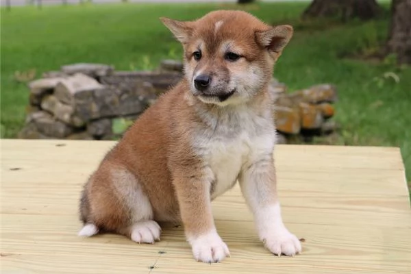 Cuccioli di Shiba Inu  In adozione