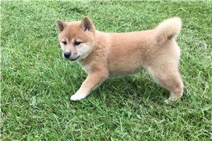 Cuccioli di Shiba Inu  In adozione 34633502370 | Foto 0