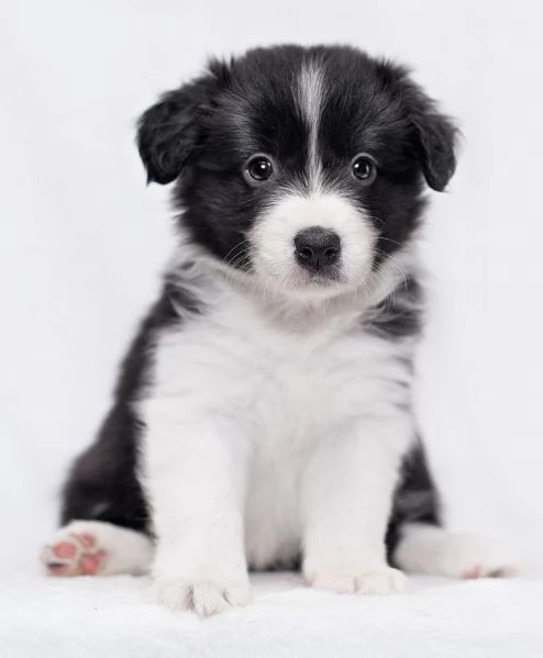 Cuccioli di Border Collie 34633502370