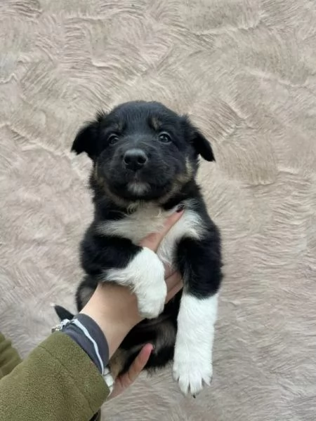 Cuccioli di Border Collie Pura razza pronta ora | Foto 1