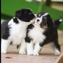 Cuccioli di Border Collie Pura razza pronta ora | Foto 0