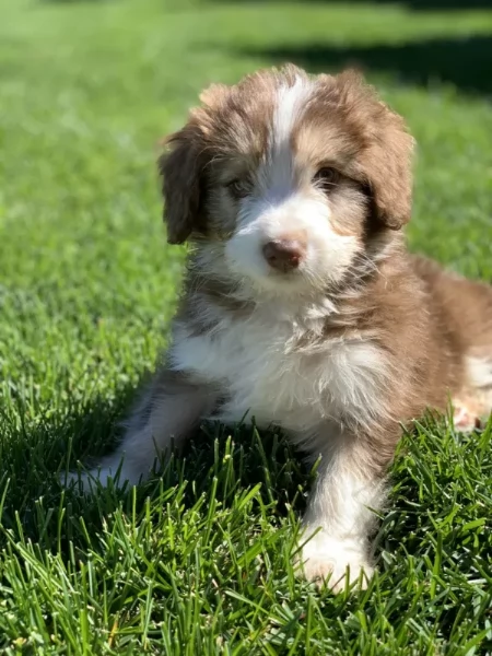 Cuccioli di Border Collie Pura razza pronta ora