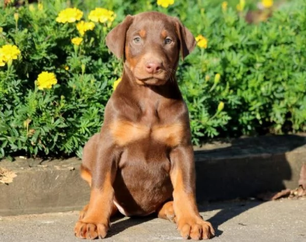 Cuccioli di Dobermann 034633502370 | Foto 0