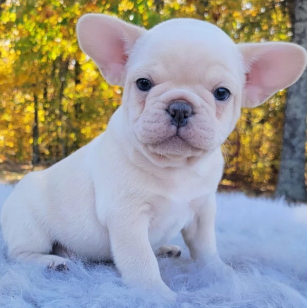 Cuccioli di Bulldog francese | Foto 2