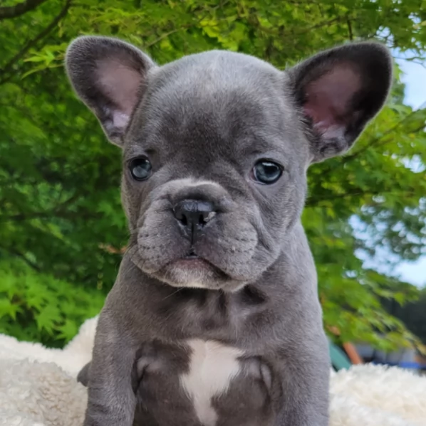 Cuccioli di Bulldog francese | Foto 1