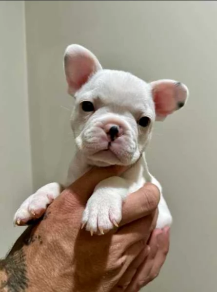 Cuccioli di Bulldog francese | Foto 0