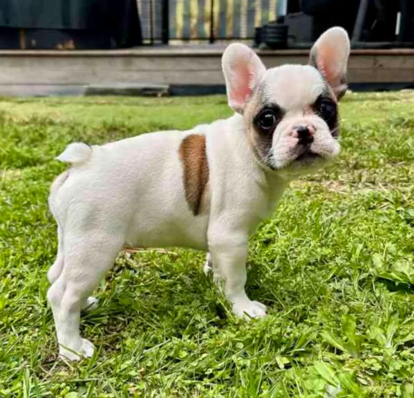 Cuccioli di Bulldog francese