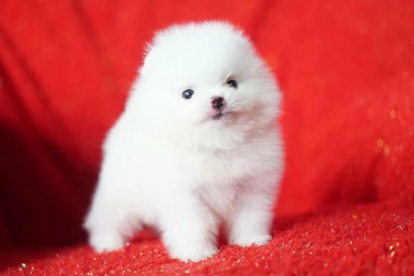 Regalo Cuccioli di Pomerania 34633502370