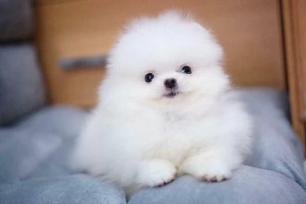 Regalo Cuccioli di Pomerania 34633502370 | Foto 1