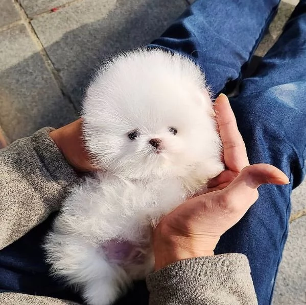 Regalo Cuccioli di Pomerania 34633502370 | Foto 0