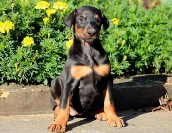 Cuccioli di Dobermann | Foto 2