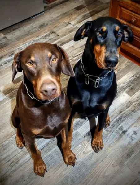 Cuccioli di Dobermann 34633502370 | Foto 1