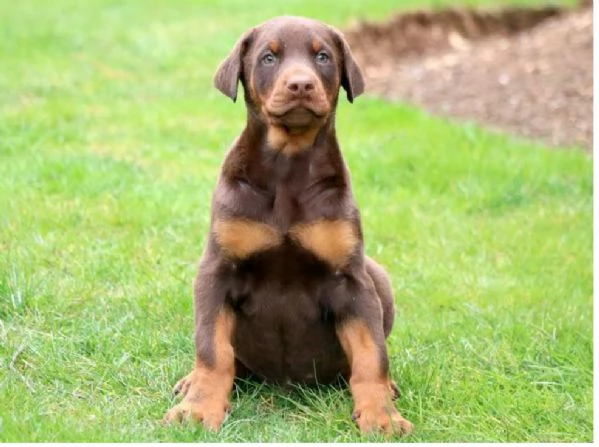 Cuccioli di Dobermann 34633502370