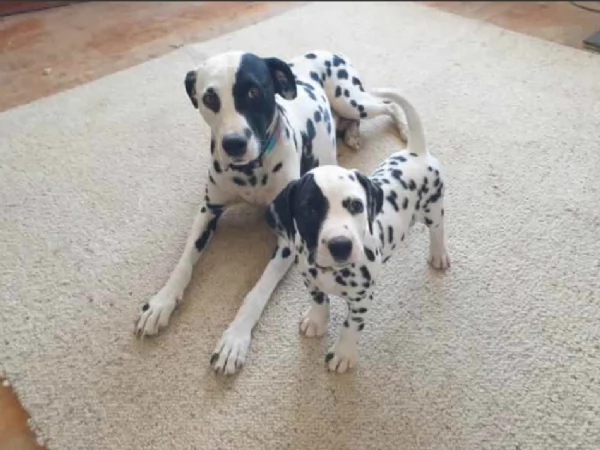 Cuccioli di pedigree Dalmata 34633502370 | Foto 2