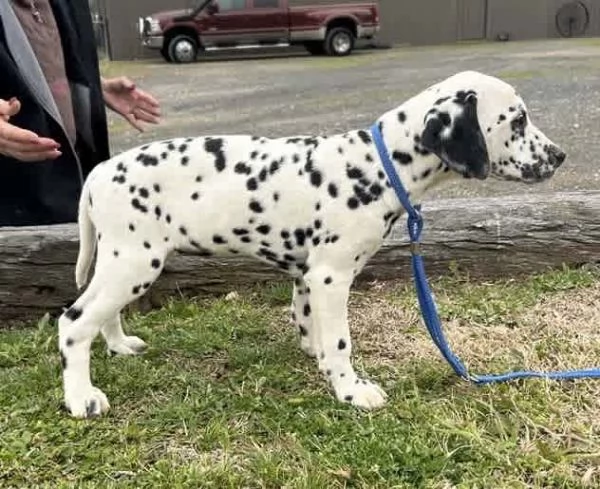 Cuccioli di pedigree Dalmata 34633502370 | Foto 1