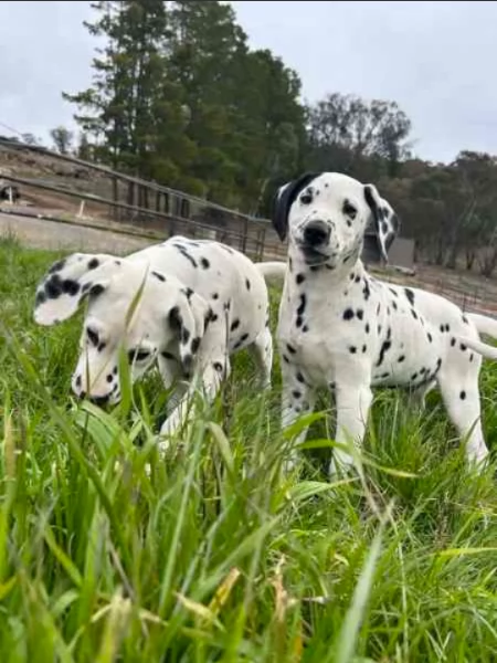 Cuccioli di pedigree Dalmata | Foto 0